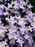 Buy Close-up of Bluet Flowers at AllPosters.com
