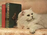 A Cat Rests Near a Stack of Books