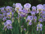 Buy Bed of Irises, Provence Region, France at AllPosters.com
