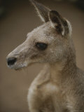 Buy A Close View of a Kangaroo at AllPosters.com