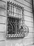 Window Covered in Wrought Iron Which Acts as a Birdcage