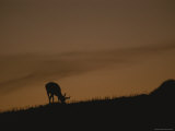 A Grazing Pronghorn Silhouetted against the Evening Sky