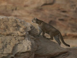 A Male Mountain Lion Climbs a Large Rock