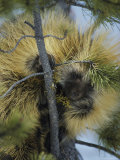 Close View of a Porcupine Feeding on Mistletoe in a Tree