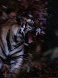 Yawning Bengal Tiger