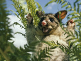 Buy Brush Opossum with its Arms Upraised at AllPosters.com