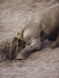 An African Forest Elephant Digs Deep in a Water Hole in its Search for Minerals