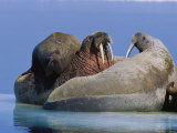 A Large Atlantic Walrus Calf Still Finds Comfort and Safety on its Mothers Back