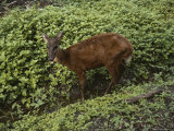 Buy A Red Brocket Deer Pants and Cools off in a Small Stream at AllPosters.com