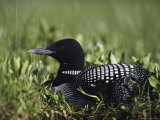 An Common Loon in Breeding Colors on its Nest with a Day-Old Chick
