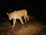 Florida Panther in the Wild
