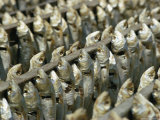 Buy Fish Hang by Their Heads in Rows at AllPosters.com