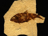 Fossilized Remains of a Knightia Fish