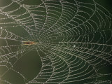 An Insect Caught in a Spider Web