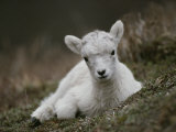 Portrait of a Juvenile Rocky Mountain Goat