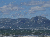 Gulls Fill the Air at Sunrise Beach