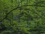 Buy A Lush Green Eastern Woodland View at AllPosters.com