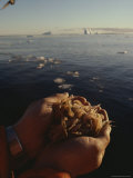 A Pair of Hands Cup a Mess of Krill