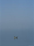 Distant View of Two Walruses on a Small Ice Floe