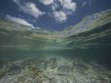 A Split-Level View of a School of Jack Fish