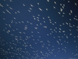 Gulls Fill the Air Above Sunrise Beach