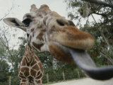 The Long Blue Tongue of a Giraffe Reaches out Toward the Camera