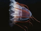 Buy A Close View of a Helmet Jellyfish at AllPosters.com