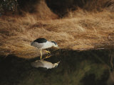 A Black-Crowned Night Heron Forages for Food in the Assateague Marsh