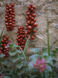 Buy Strings of Tomatoes Dry on a Wall Near a Bed of Begonias at AllPosters.com