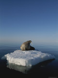 A Solitary Walrus Rests on an Ice Floe