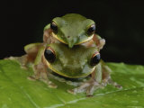 Two Frogs Mate on a Leaf