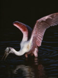 Roseate Spoonbill
