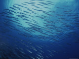 Buy A School of Barracuda at AllPosters.com