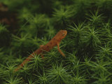 A Red-Spotted Newt, Notophthalmus Viridescens, Crosses a Mossy Patch
