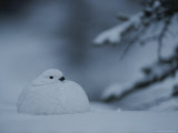 A Willow Ptarmigan Sits in Snow in Alaska
