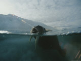 A Walrus Surfaces for a Breath of Air