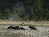 A Bison Calf at Vigil Next to Mothers Carcass While a Coyote Watches