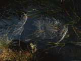 Dew Glistens on the Webs of Orb Weaver Spiders