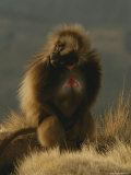 Male Gelada