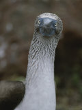 A Close View of a Bluefooted Boobie Bird