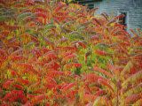 Buy Red Leaves and Gray Wood House, Burlington, Vermont at AllPosters.com