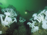 Buy A Diver Swims in the Distance Behind Clusters of Sea Anemones at AllPosters.com