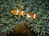 A Trio of False Clown Anemonefish in the Tentacles of Sea Anemones