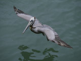 Brown Pelican in Flight Above the Water