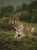 African Lionesses