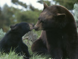 Captive American Black Bear and Cub