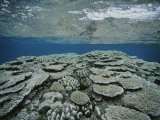 Buy An Underwater View of Coral on Rongelap Reef at AllPosters.com