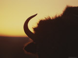 An American Bisons Powerful Head Silhouetted against the Evening Sky