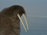 A Close View of an Adult Atlantic Walrus