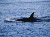 The Dorsal Fin of a Killer Whale, Orcinus Orca, Slices Through Water